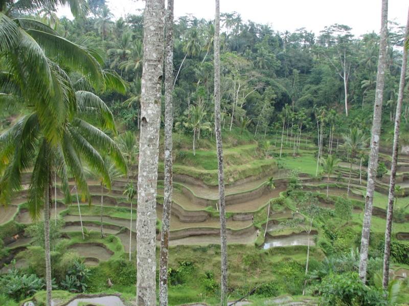2007 07 17 BALI 0031.jpg